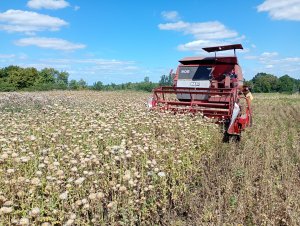Mf 206 w ostropeście