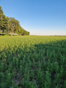 Poplon  łubin po jęczmieniu 