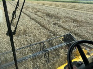 Pszenica ozima Elektra