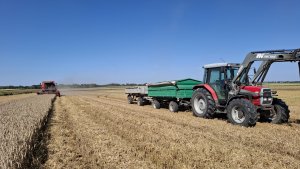 Pszenica Pallas - Żniwa 2025