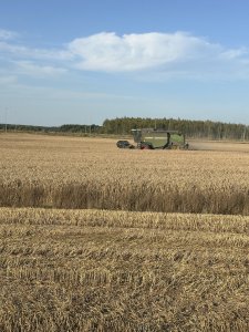 Pszenżyto ozime Tadeus