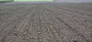 Rzepak ozimy Antigua 