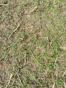 Ściernisko po rzepaku