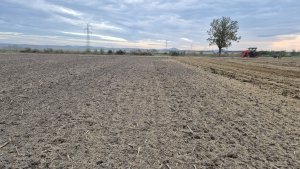 ściernisko po rzepaku