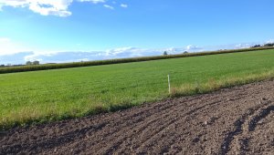 4 pokos mieszanki gorzowskiej 