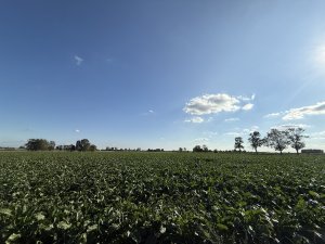 Burak Kws Smart Perla