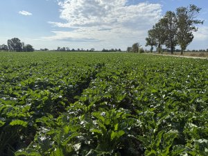 Burak Kws Smart Perla