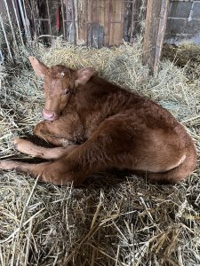 Byczek mieszanka hereford i angus