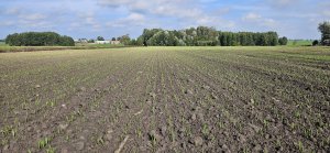 Jęczmień ozimy Jakubus
