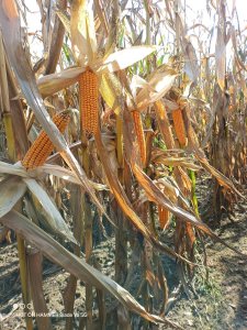 Kukurydza brevant 8255