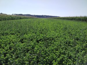 lucerna yellow Jacket 