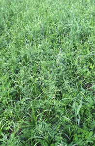 Mieszanka gorzowska BG 13