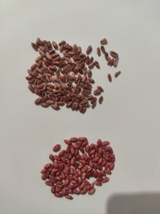 Pszenica Banatus centrala vs własna