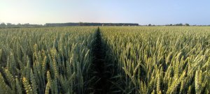 Pszenica ozima Opoka