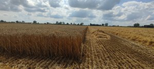 Pszenica ozima Venecja