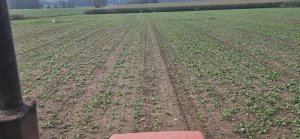 Rzepak Antigua 
06.09.2025