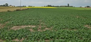 Rzepak Antigua 13.09.2025