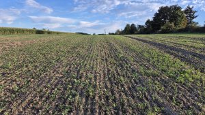 rzepak ozimy 20.09.2025