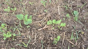 Rzepak PT312 - 15.09.2025