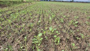 Rzepak PT312 - 15.09.2025