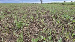 Rzepak PT312 - 15.09.2025