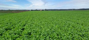 Rzodkiew oleista, facelia