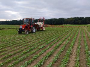 T-25 &  Bury pelikan