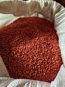 Zaprawiona Pszenica ozima 