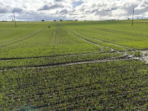 18.10.2025 pszenica Donovan