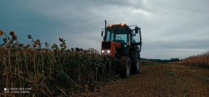 Belarus 572 & Lisicki