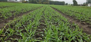 Jęczmień Jakubus 
11.10.2025 