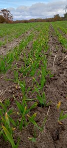 Jęczmień ozimy Sandra 