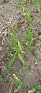 Jęczmień ozimy Sandra 