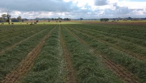 Mieszanka gorzowska po jęczmieniu