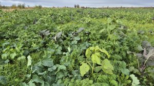 Mieszanka poplonowa DSV MaizePro TR 50