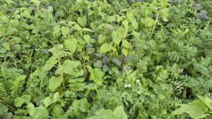 Mieszanka poplonowa DSV MaizePro TR 50