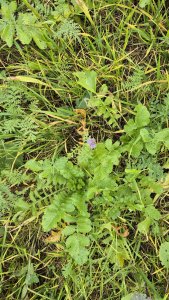 Mieszanka poplonowa DSV MaizePro TR 50