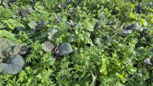 Mieszanka poplonowa TERRALIFE - MAISPRO TR 50 - 18 października 2025