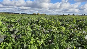 Mieszanka poplonowa TERRALIFE - MAISPRO TR 50 - 18 października 2025