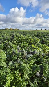 Mieszanka poplonowa TERRALIFE - MAISPRO TR 50 - 18 października 2025