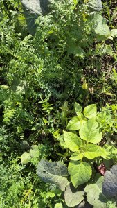 Mieszanka poplonowa TERRALIFE - MAISPRO TR 50 - 18 października 2025