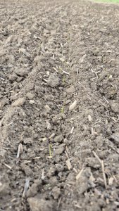 Pszenica ozima Andorre - 25 października 2025