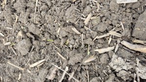 Pszenica ozima Andorre - 25 października 2025