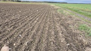 Pszenica ozima Andorre - 25 października 2025