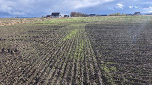 Pszenica ozima Andorre - 30 października 2025