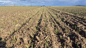 Pszenica ozima Andorre - 30 października 2025