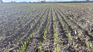 Pszenica ozima Andorre - 30 października 2025