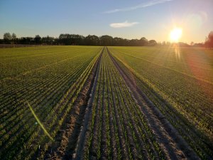 Pszenica ozima Debian