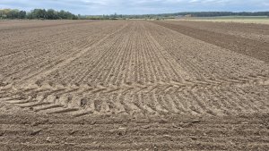 pszenica ozima su tarroca 11.10.2025