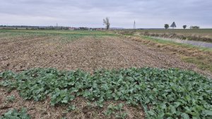 Rzepak ozimy - 12.10.2025